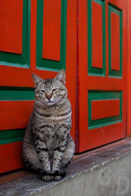 A cat at Boudhanath Kathmandu also known as little Tibet, Nepal