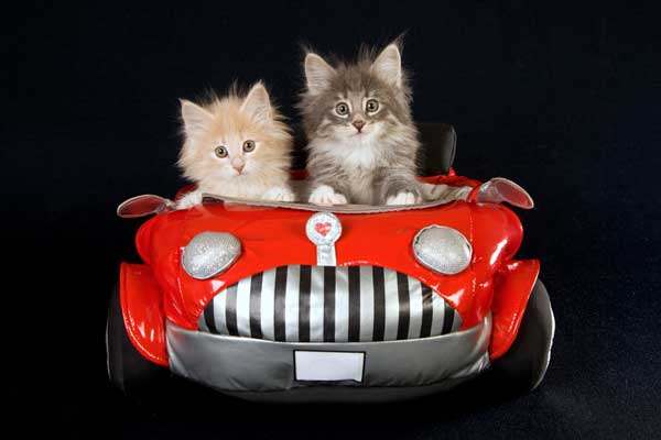 kittens-in-car
