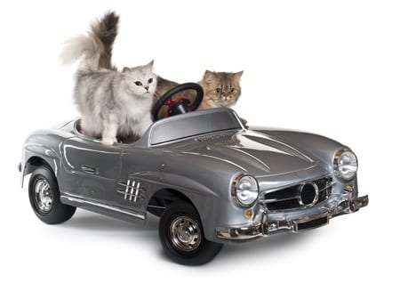 cats-in-a-car