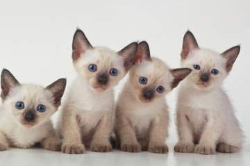 400xNxfacts-about-siamese-cats.jpg.pagespeed.ic.lRwwAHKlEb