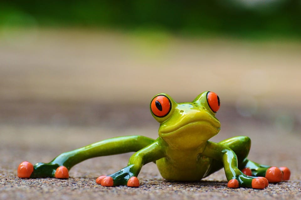 frog-927764_960_720