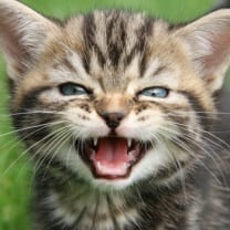 angry-kitty1