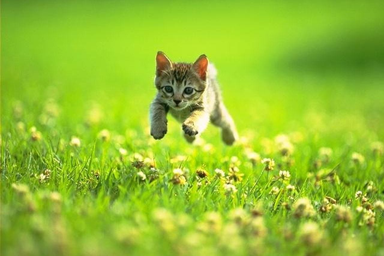 kitten_field_jump