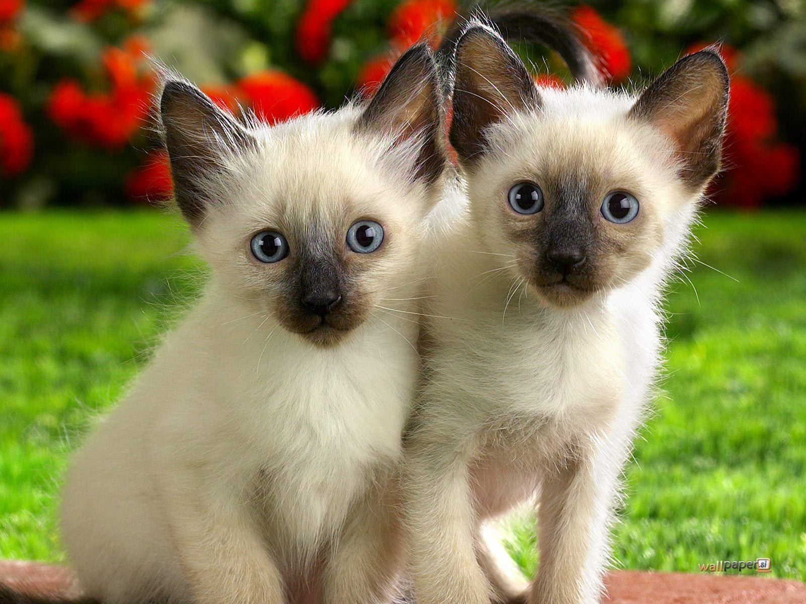 siamese-kittens