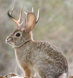 jackalope