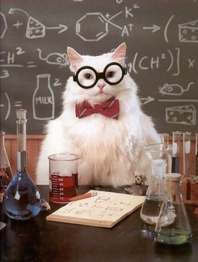 science-cat